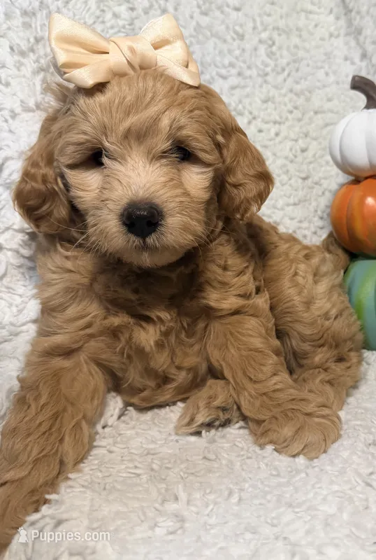 Goldy  – Miniature Goldendoodle puppy for sale in Martinez, CA