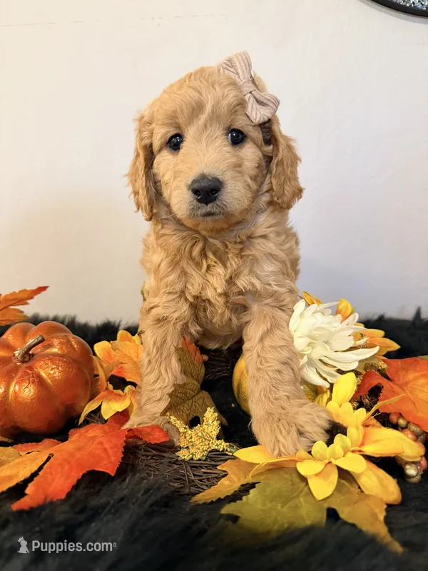 Maple  – Miniature Goldendoodle puppy for sale in Martinez, CA
