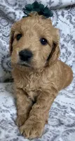 Maple , a female Miniature Goldendoodle for sale in Martinez, CA – 3 of 5