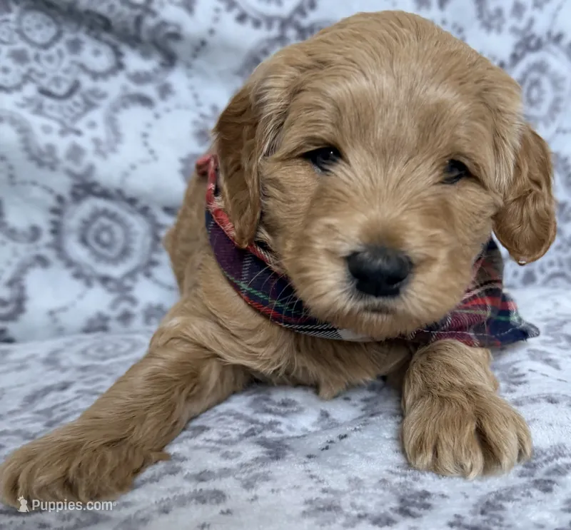 Marky – Miniature Goldendoodle puppy for sale in Martinez, CA
