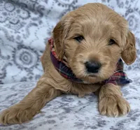 Marky, a male Miniature Goldendoodle for sale in Martinez, CA – 1 of 2