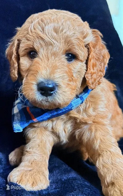 Maximus  – Miniature Goldendoodle puppy for sale in Martinez, CA