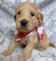 Bison , a male Miniature Goldendoodle for sale in Martinez, CA – 2 of 5