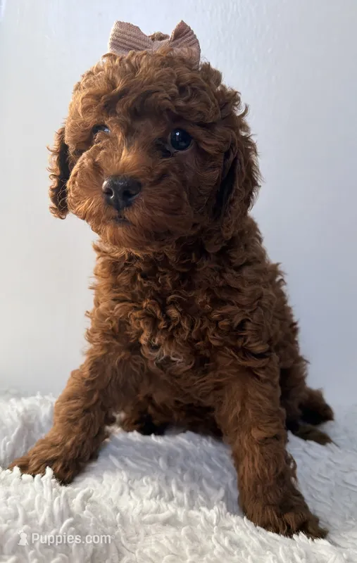 Chocolate  – Poodle - Miniature  puppy for sale in Martinez, CA