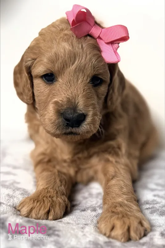 Maple  – Goldendoodle puppy for sale in Martinez, CA