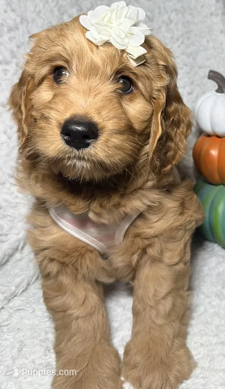 Bella – Miniature Goldendoodle puppy for sale in Martinez, CA