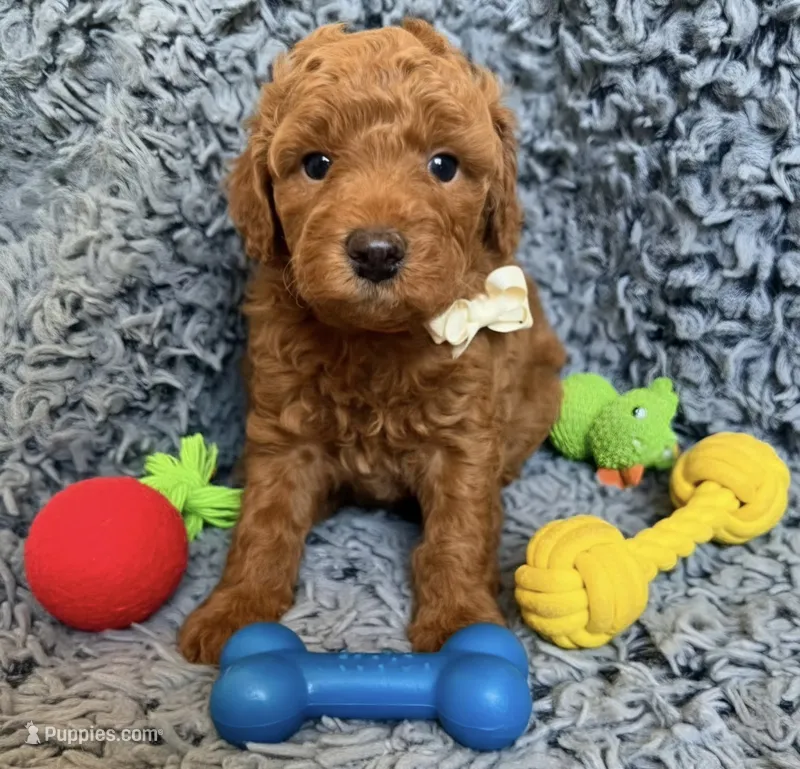 Woody – Poodle - Miniature  puppy for sale in Martinez, CA