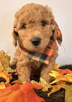 Maximas , a male Miniature Goldendoodle for sale in Martinez, CA – 2 of 4