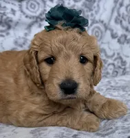 Maple , a female Miniature Goldendoodle for sale in Martinez, CA – 2 of 5
