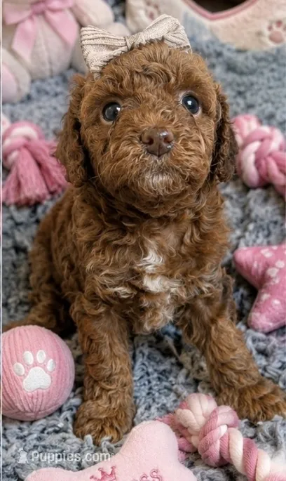 Toasty  – Poodle - Miniature  puppy for sale in Martinez, CA