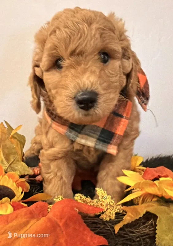 Maximus  – Miniature Goldendoodle puppy for sale in Martinez, CA