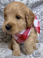 Bison , a male Miniature Goldendoodle for sale in Martinez, CA – 3 of 5