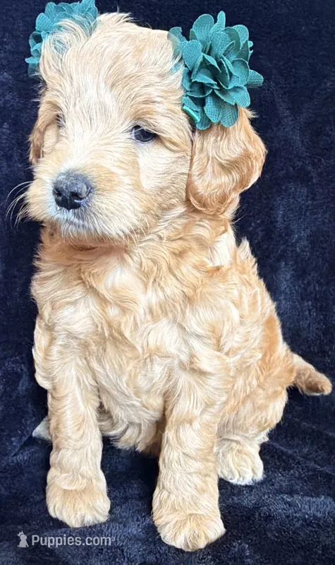 Goldy  – Miniature Goldendoodle puppy for sale in Martinez, CA