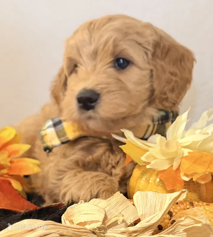 Marky – Miniature Goldendoodle puppy for sale in Martinez, CA