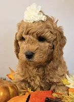  Carmella , a female Miniature Goldendoodle for sale in Martinez, CA – 3 of 3