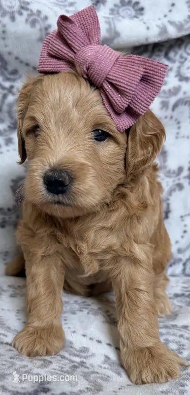 Goldy  – Miniature Goldendoodle puppy for sale in Martinez, CA