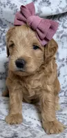 Goldy , a female Miniature Goldendoodle for sale in Martinez, CA – 1 of 3