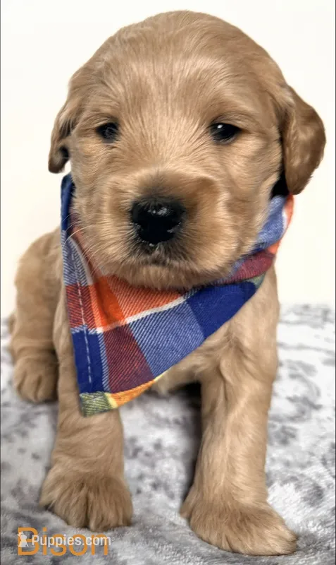 Bison  – Goldendoodle puppy for sale in Martinez, CA