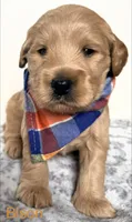 Bison , a male Goldendoodle for sale in Martinez, CA – 1 of 1