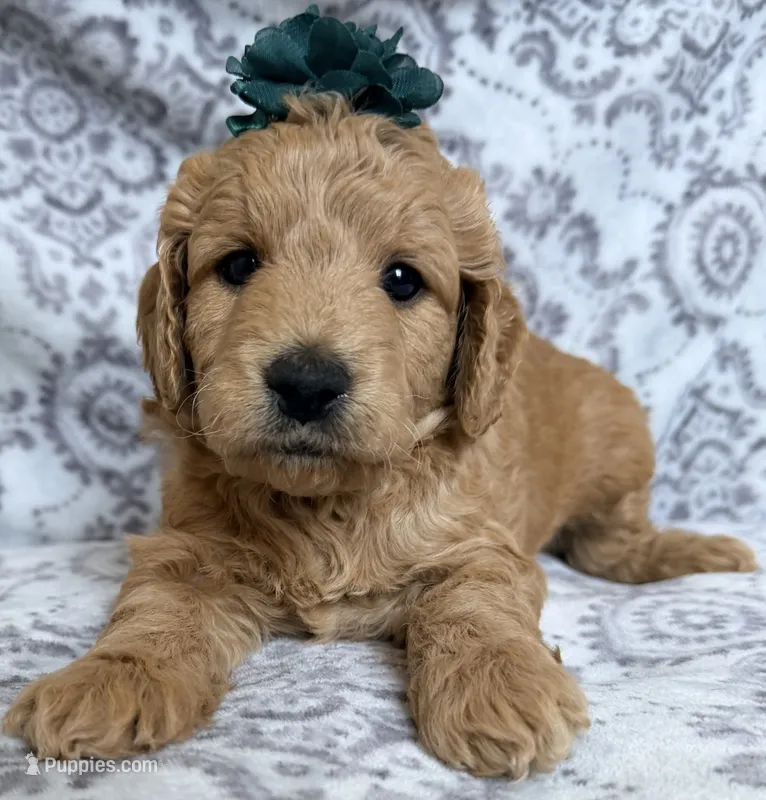Maple  – Miniature Goldendoodle puppy for sale in Martinez, CA