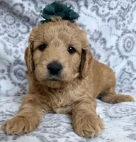 Maple , a female Miniature Goldendoodle for sale in Martinez, CA – 1 of 5