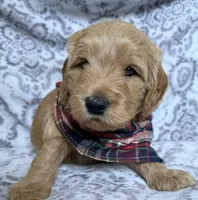 Marky, a male Miniature Goldendoodle for sale in Martinez, CA – 2 of 2