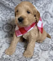 Bison , a male Miniature Goldendoodle for sale in Martinez, CA – 4 of 5