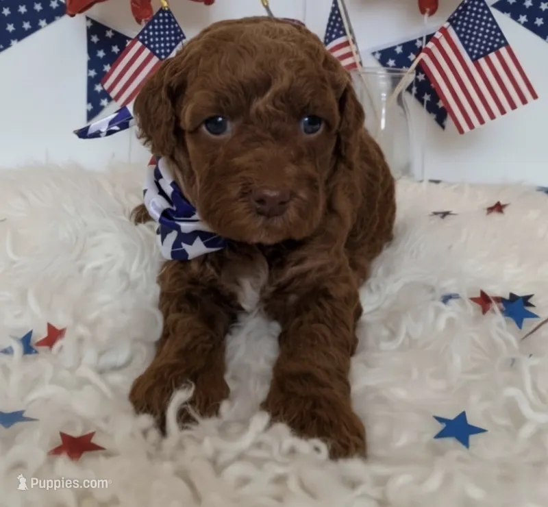 Toasty  – Poodle - Miniature  puppy for sale in Martinez, CA