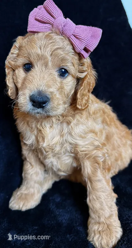 Maple  – Miniature Goldendoodle puppy for sale in Martinez, CA
