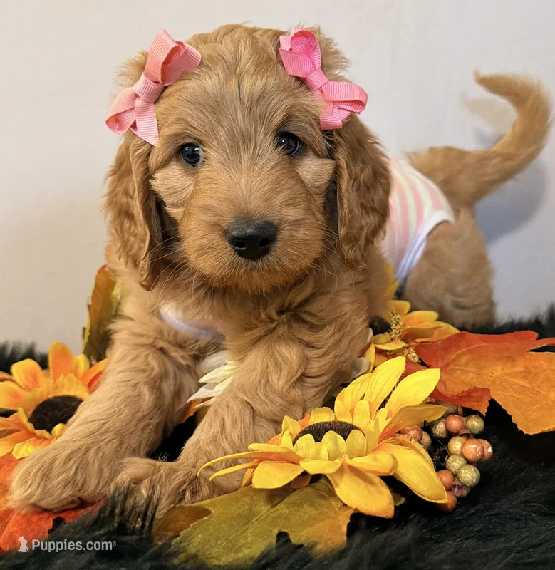 Bella – Miniature Goldendoodle puppy for sale in Martinez, CA