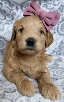 Goldy , a female Miniature Goldendoodle for sale in Martinez, CA – 3 of 3