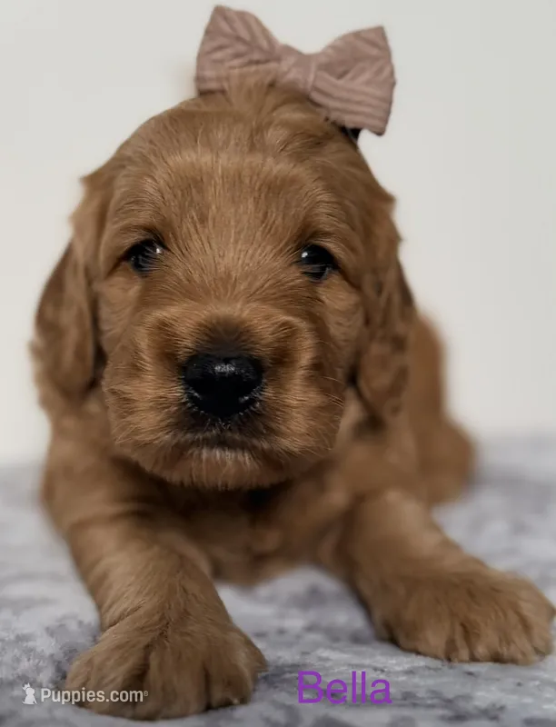 Bella – Goldendoodle puppy for sale in Martinez, CA
