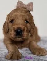 Bella, a female Goldendoodle for sale in Martinez, CA – 1 of 1