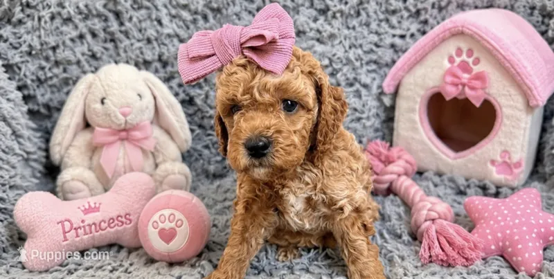 Vanilla  – Poodle - Miniature  puppy for sale in Martinez, CA