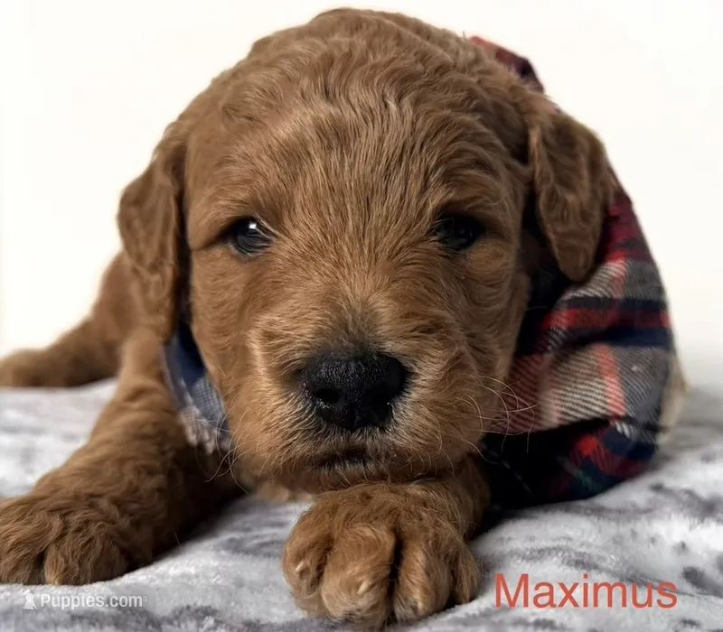 Maximus  – Goldendoodle puppy for sale in Martinez, CA