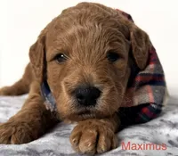 Maximus , a male Goldendoodle for sale in Martinez, CA – 1 of 1