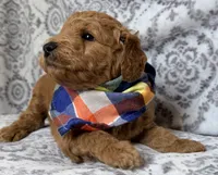 Maximus , a male Miniature Goldendoodle for sale in Martinez, CA – 3 of 3