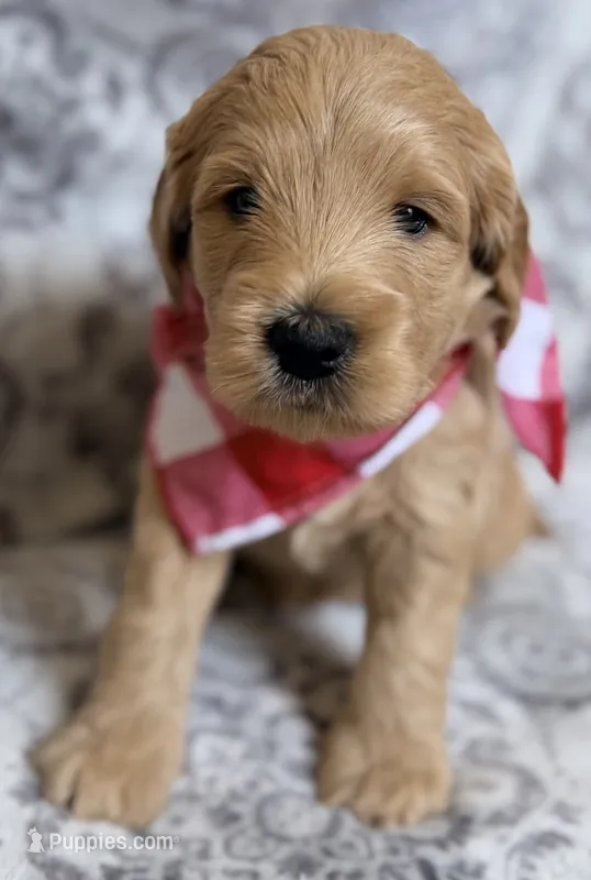 Bison  – Miniature Goldendoodle puppy for sale in Martinez, CA