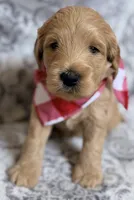 Bison , a male Miniature Goldendoodle for sale in Martinez, CA – 1 of 5
