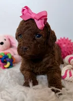 Chocolate , a female Poodle - Miniature  for sale in Martinez, CA – 1 of 1