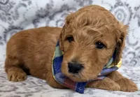 Maximus , a male Miniature Goldendoodle for sale in Martinez, CA – 2 of 3
