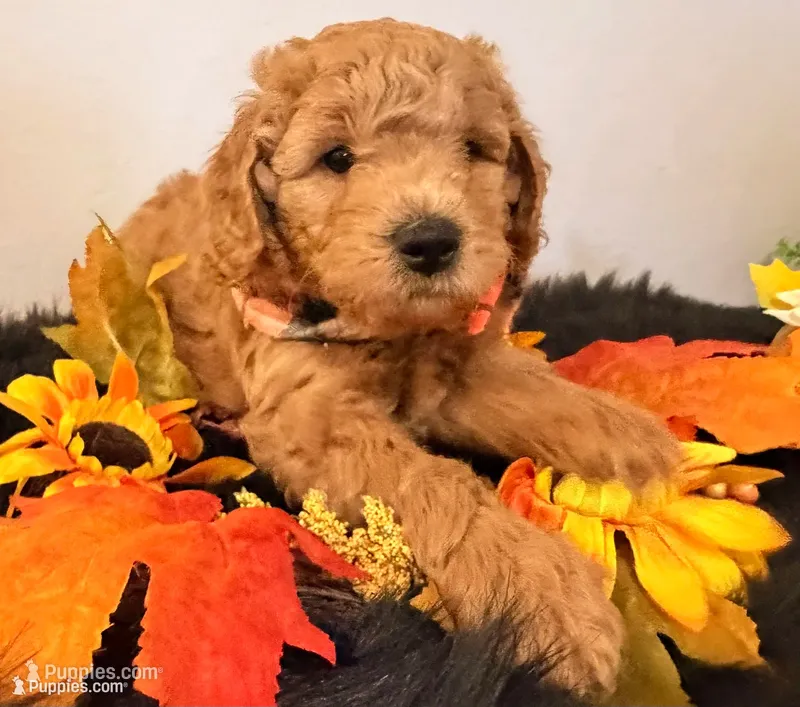 Maximas  – Miniature Goldendoodle puppy for sale in Martinez, CA