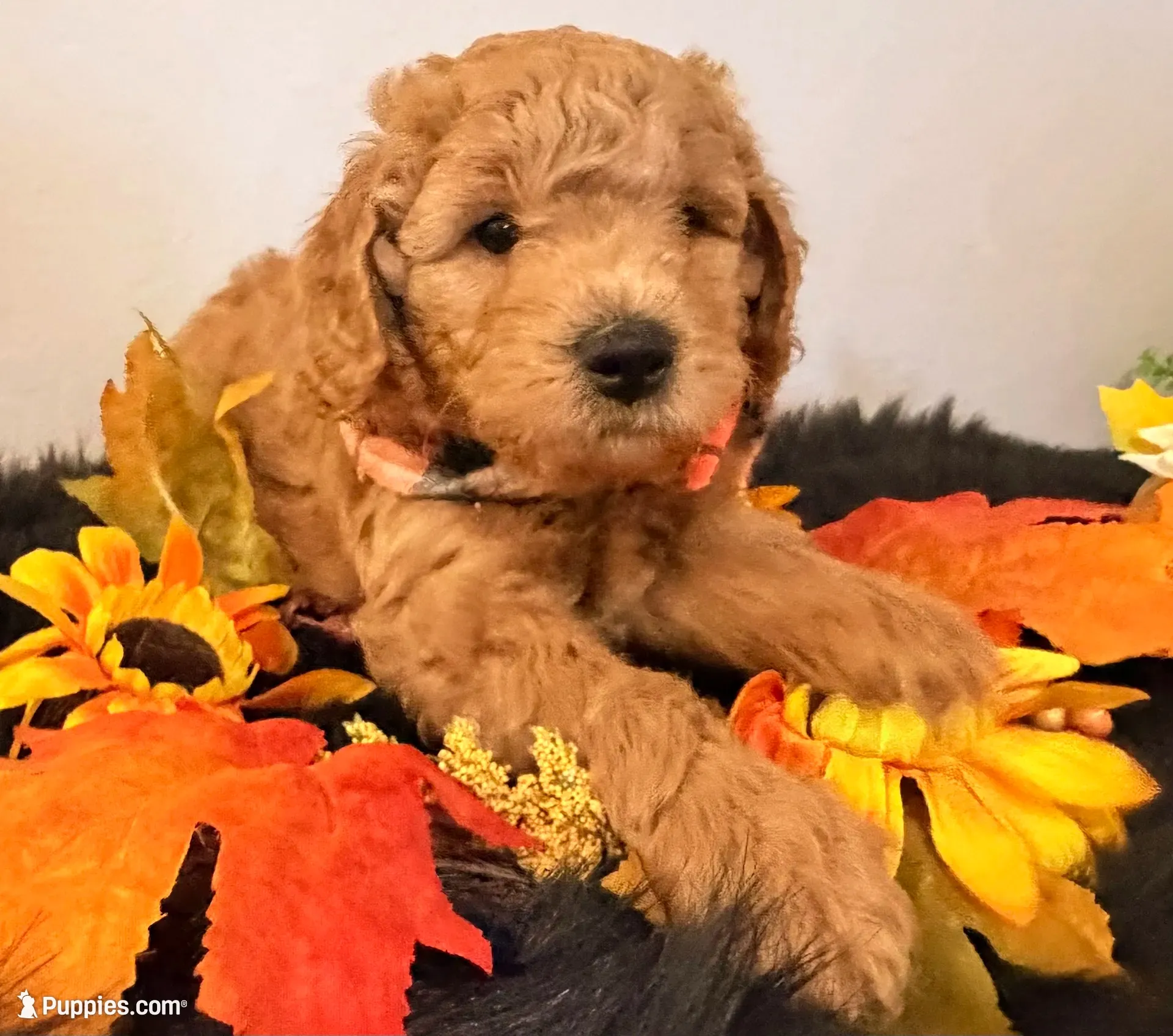 Maximas , a male Miniature Goldendoodle for sale in Martinez, CA – 1 of 4