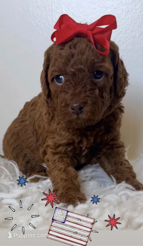 Chocolate  – Poodle - Miniature  puppy for sale in Martinez, CA