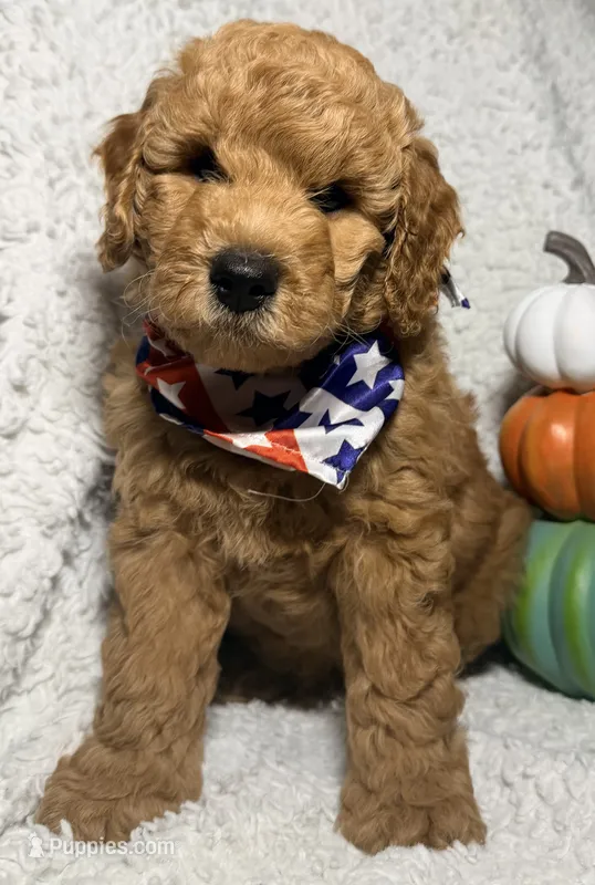 Maximas  – Miniature Goldendoodle puppy for sale in Martinez, CA