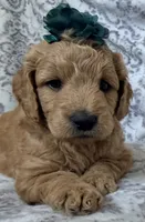 Maple , a female Miniature Goldendoodle for sale in Martinez, CA – 5 of 5