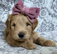 Goldy , a female Miniature Goldendoodle for sale in Martinez, CA – 2 of 3