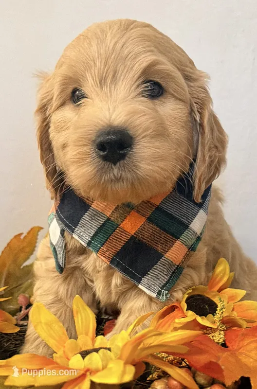 Bison  – Miniature Goldendoodle puppy for sale in Martinez, CA