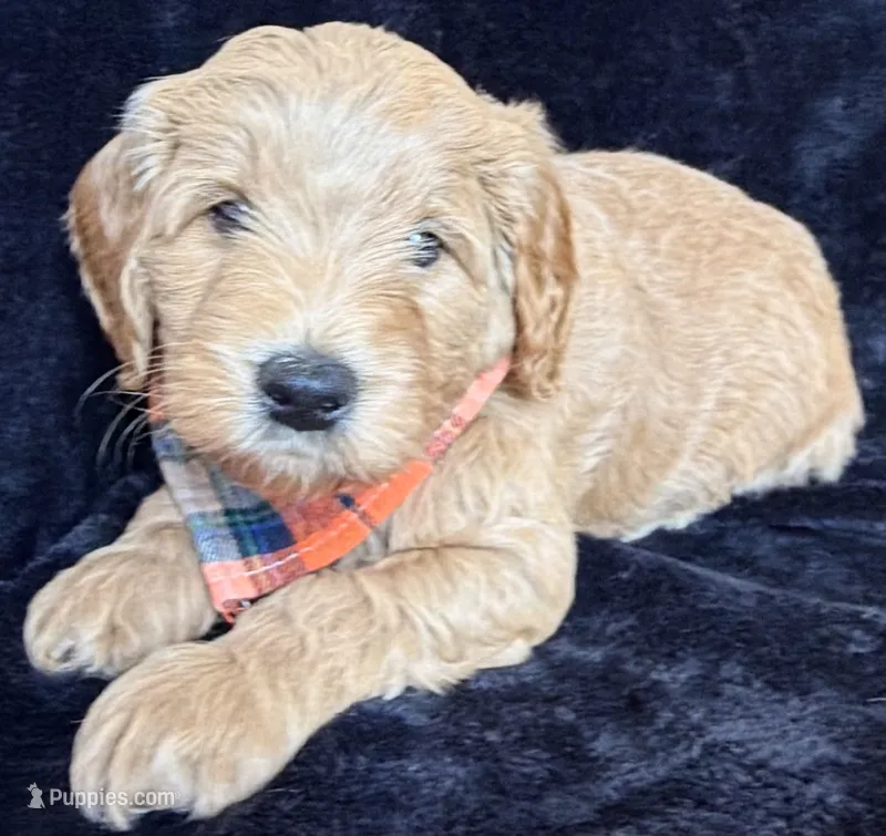 Marky – Miniature Goldendoodle puppy for sale in Martinez, CA