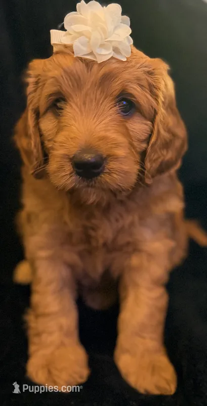 Bella – Miniature Goldendoodle puppy for sale in Martinez, CA